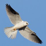 12SB0238 White-tailed Kite